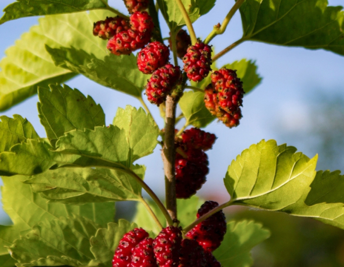 Moruša ´Shin Tso´