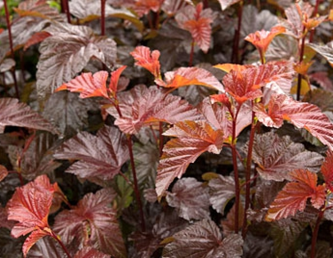 Tavoľa kalinolistá ´Lady in Red´