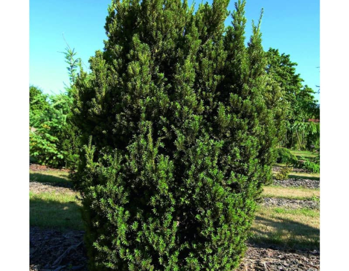 Tis prostredný ´Hillii´