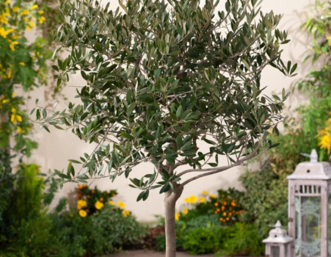 Olivovník európsky