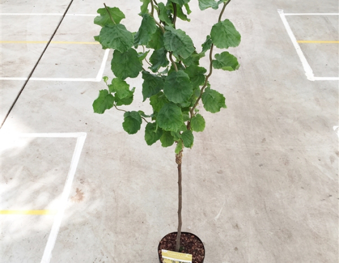 Lieska ´Lombardská´ stromčeková, kont. 5l