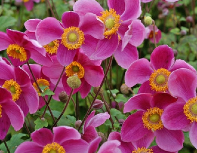 Veternica japonská´Prinz Heinrich´