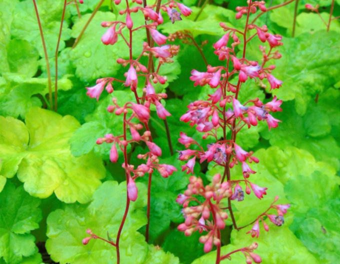 Heuchera  ´Little Cutie Sweet Tart´