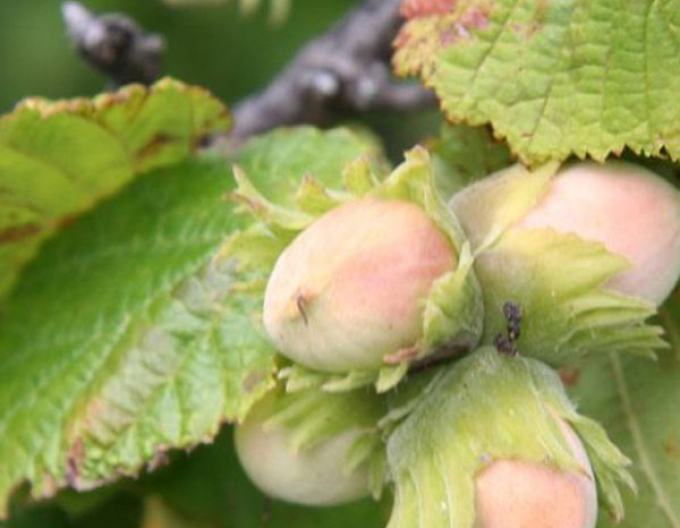 Lieska ´Lombardská´ stromčeková, kont. 5l