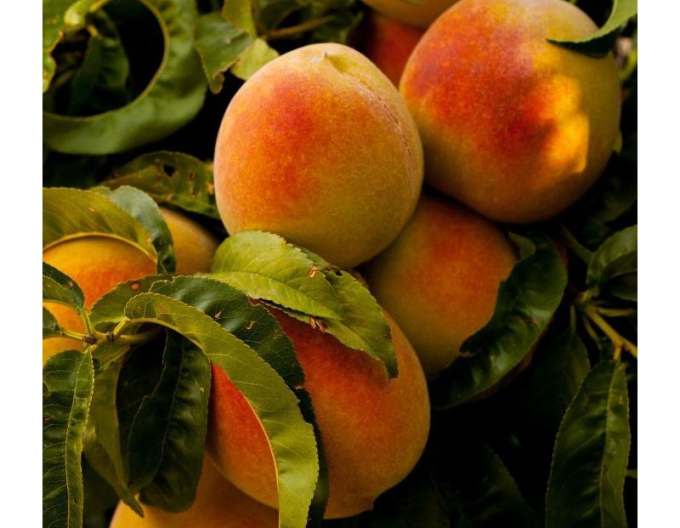 Broskyňa ´Champion´ stredne skorá, podpn. GF677, voľnok.