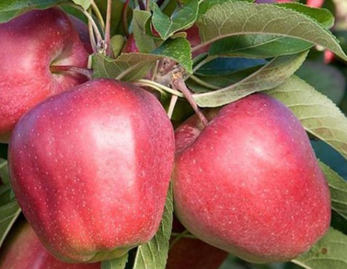 Jabloň ´Gloster´ zimná, podpn. M9, voľnok.