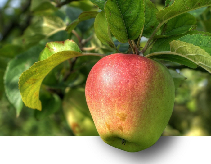 Jabloň ´Pinova´ zimná, podpn. MM106, voľnok.