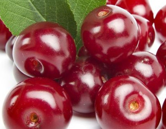 Višňa "Érdi Bötermö" poloskorá, podp. Gisela5, voľnok.