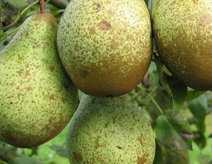 Hruška "Konferencia" jesenná, podp. Hruška planá, voľnok.