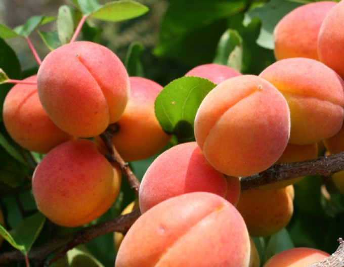 Marhuľa "Vesna" skorá, podp. Myrobalán, voľnok.