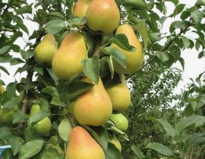 Hruška stĺpová ´Saphira´, podp. Dula, kont. 5l