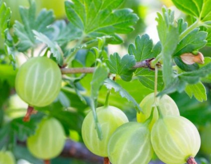 Egreš ´Hinnonmaki Green´ stromčekový, kont. 2l