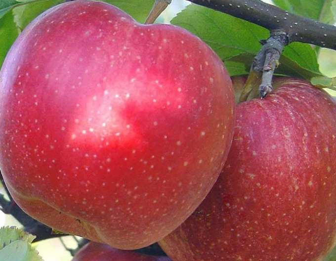 Jabloň ´Topaz´ zimná, podpn. A2, voľnok.