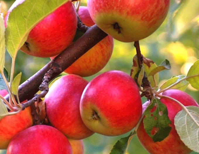 Jabloň ´Rubinola´ zimná, podpn. MM106, voľnok.