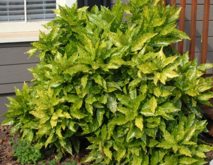 Aukuba japonská ´Sulphurea Marginata´