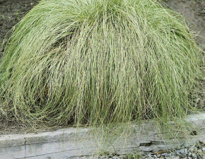 Ostrica ´Frosted Curls´