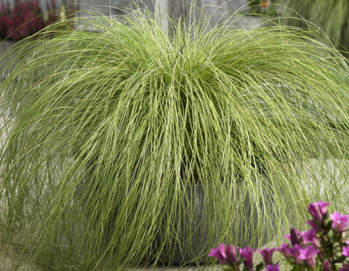 Ostrica ´Frosted Curls´