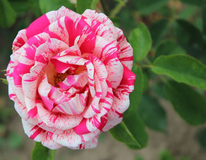 Ruža stromčeková ´PAPAGENO´