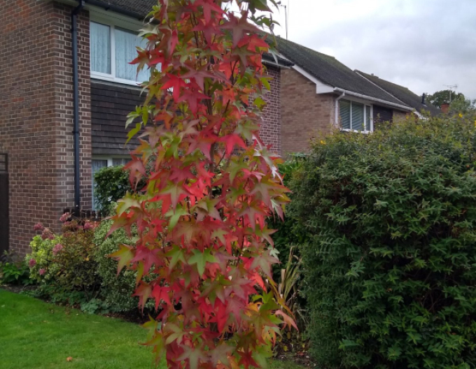 Ambrovník ´Slender Silhouette´ 280cm