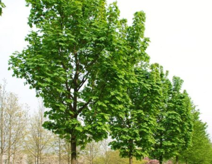 Javor mliečny ´Columnare´