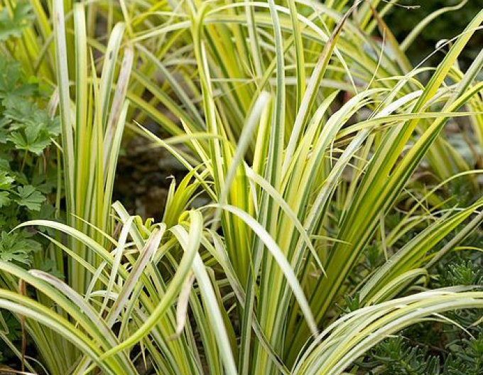 Puškvorec trávolistý ´Ogon´