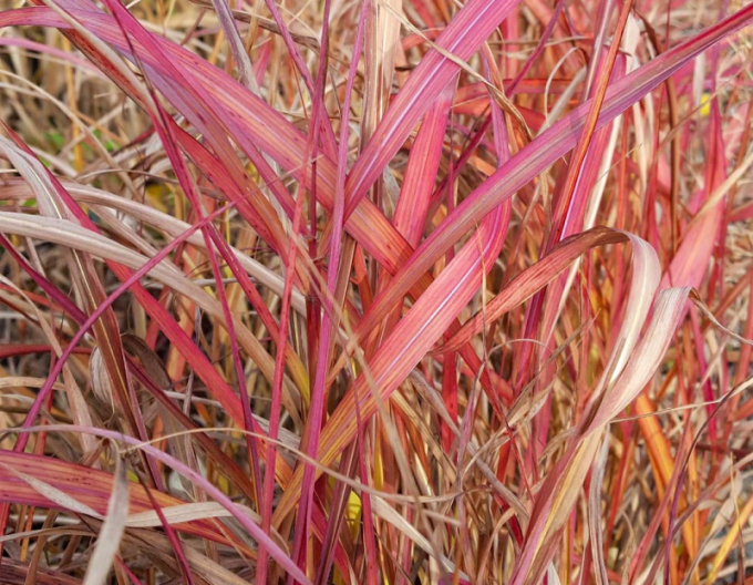 Ozdobnica čínska ´Navajo´