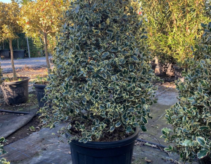 Cezmína ostrolistá ´Variegatum Cono´