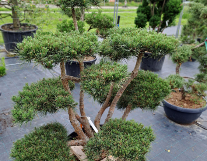 Borovica lesná ´Watererii´ Bonsaj 125/150cm