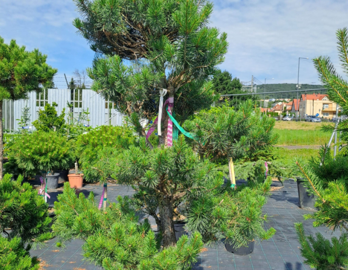 Borovica lesná  ´Bonsaj´ 120/140cm