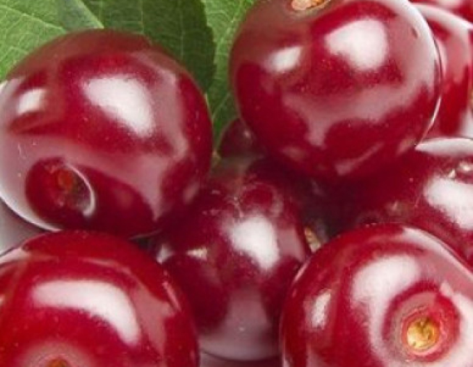 Višňa ´ÉRDI BÖTERMÖ´ poloskorá, podp. Gisela5, kont.5l