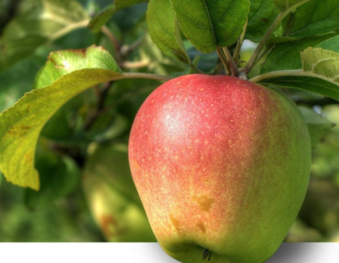 Jabloň ´Pinova´ zimná, podp. A2, kont. 5l