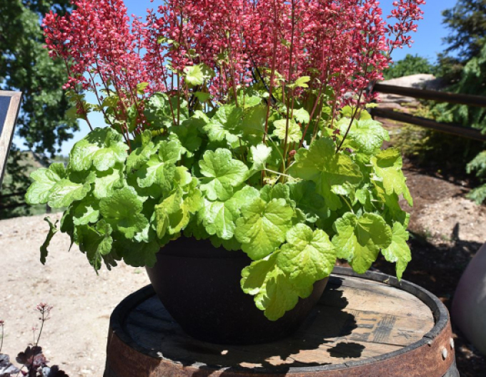 Heuchera  ´Little Cutie Sweet Tart´