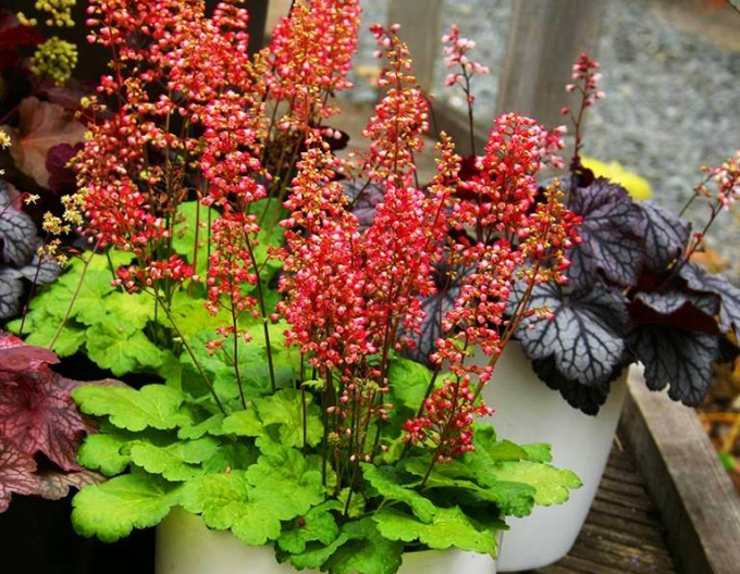 Heuchera  ´Little Cutie Sweet Tart´