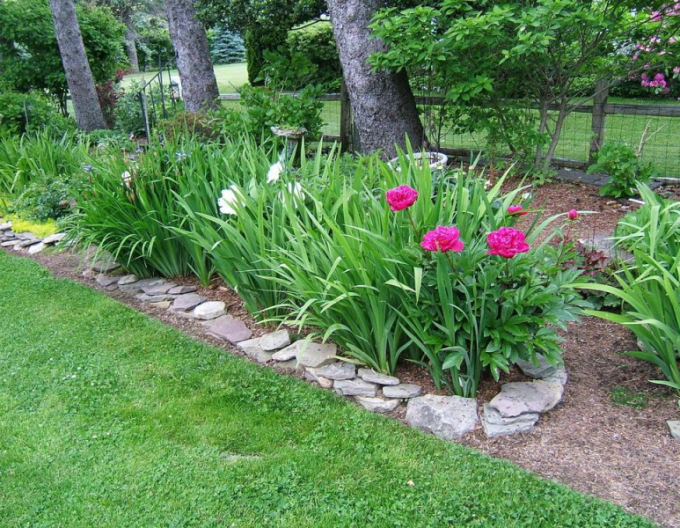 Pivonka čínska ´Karl Rosenfield’´