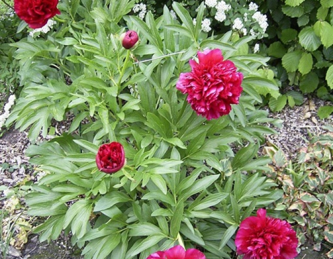 Pivonka čínska ´Karl Rosenfield’´