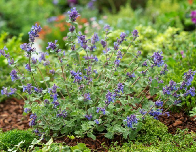 Kocúrnik ´Superba´