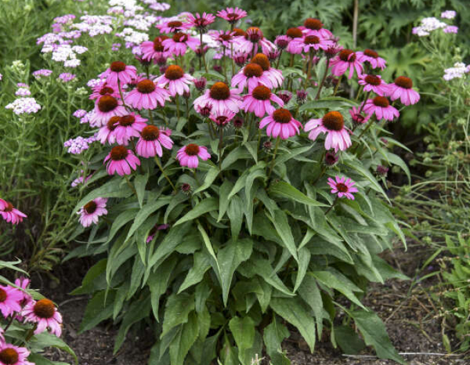 Echinacea purpurea ’Magnus’