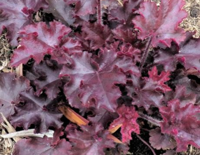 Heuchera ’Melting Fire’