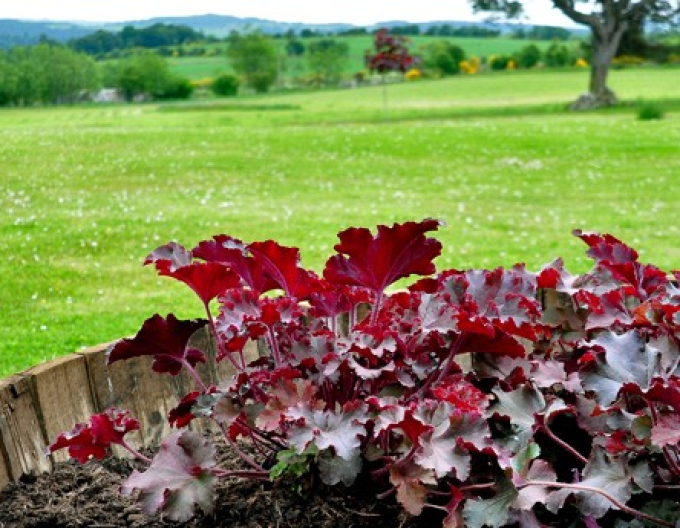 Heuchera ’Melting Fire’