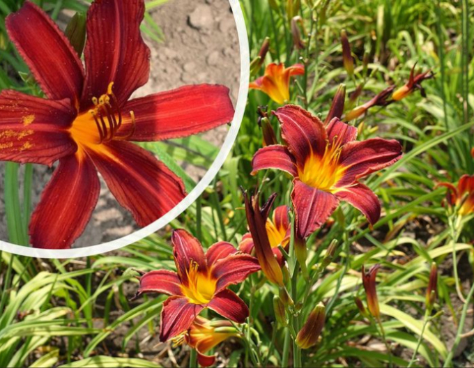 Ľaliovka ´Crimson Pirate´