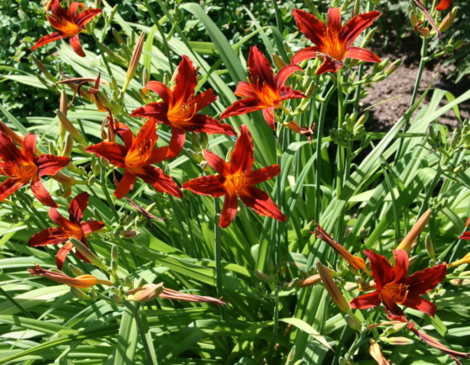 Ľaliovka ´Crimson Pirate´