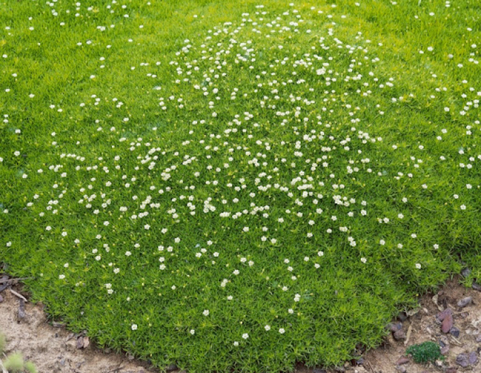 Machovička šidlovitá ´Supreme´