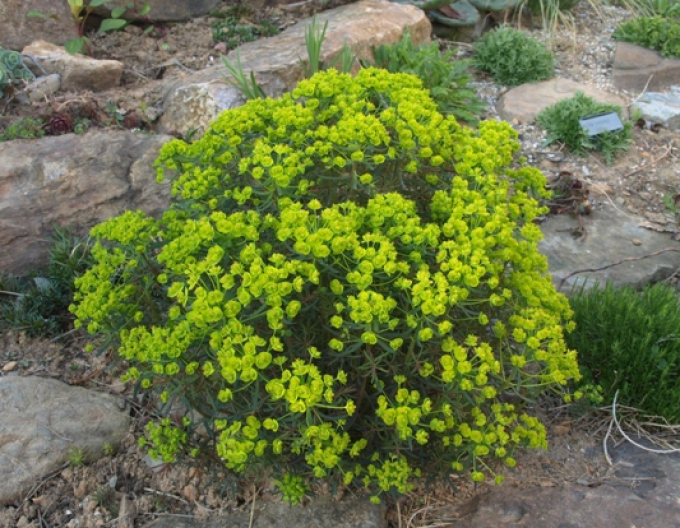Mliečnik cyparissias ’Fens Ruby’