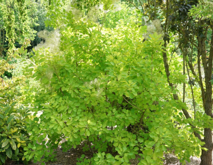 Škumpa vlasatá ´Golden Lady´