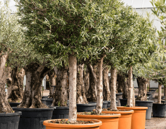 Olivovník európsky