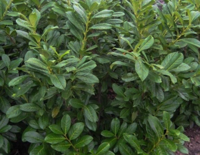 Vavrínovec lekársky ´Novita´ 5L