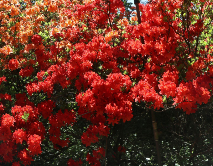 Azalka veľkokvetá ´Feuerwerk´