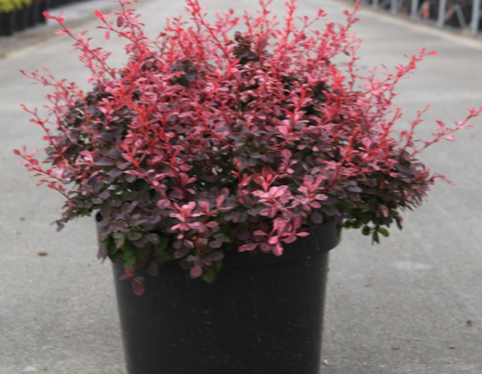 Dráč Thunbergov ´Inspiration´