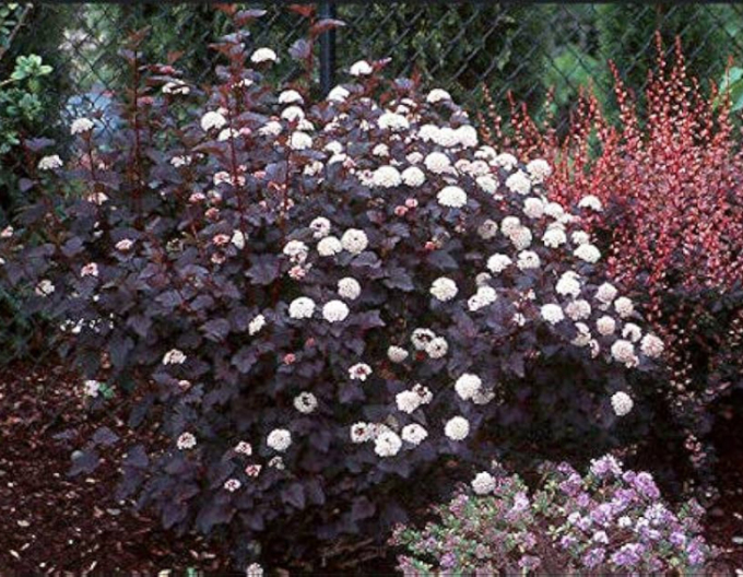 Tavoľa kalinolistá "Red Baron"