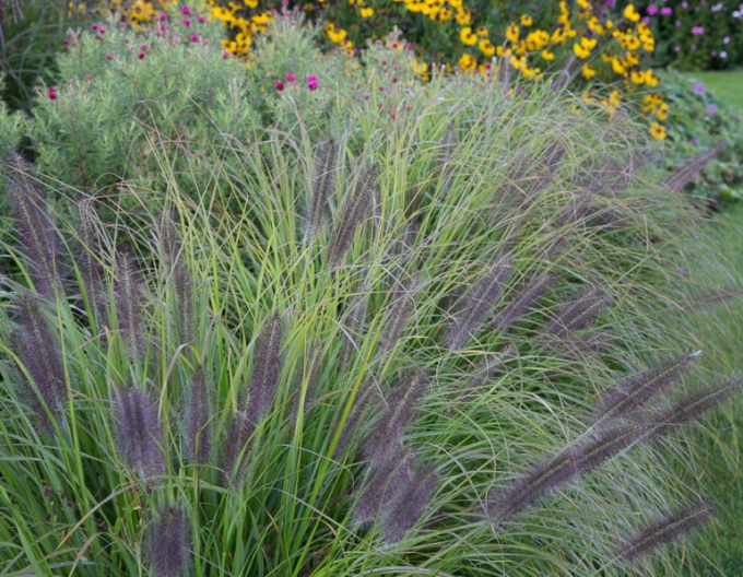 Perovec ’Moudry’ 1,5L